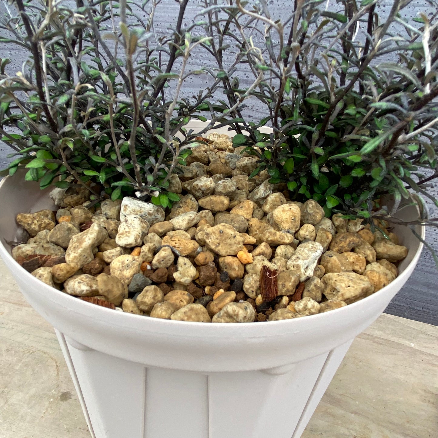 コロキア コトネアスター 6号スリット鉢/オリジナル色