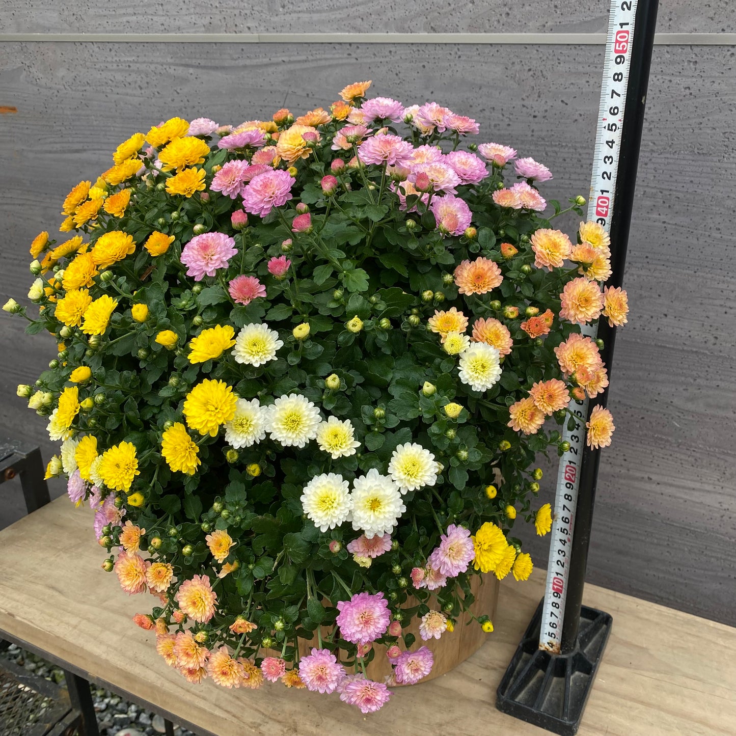 社長植栽★ ガーデンマム寄せ植え ハンギングポット