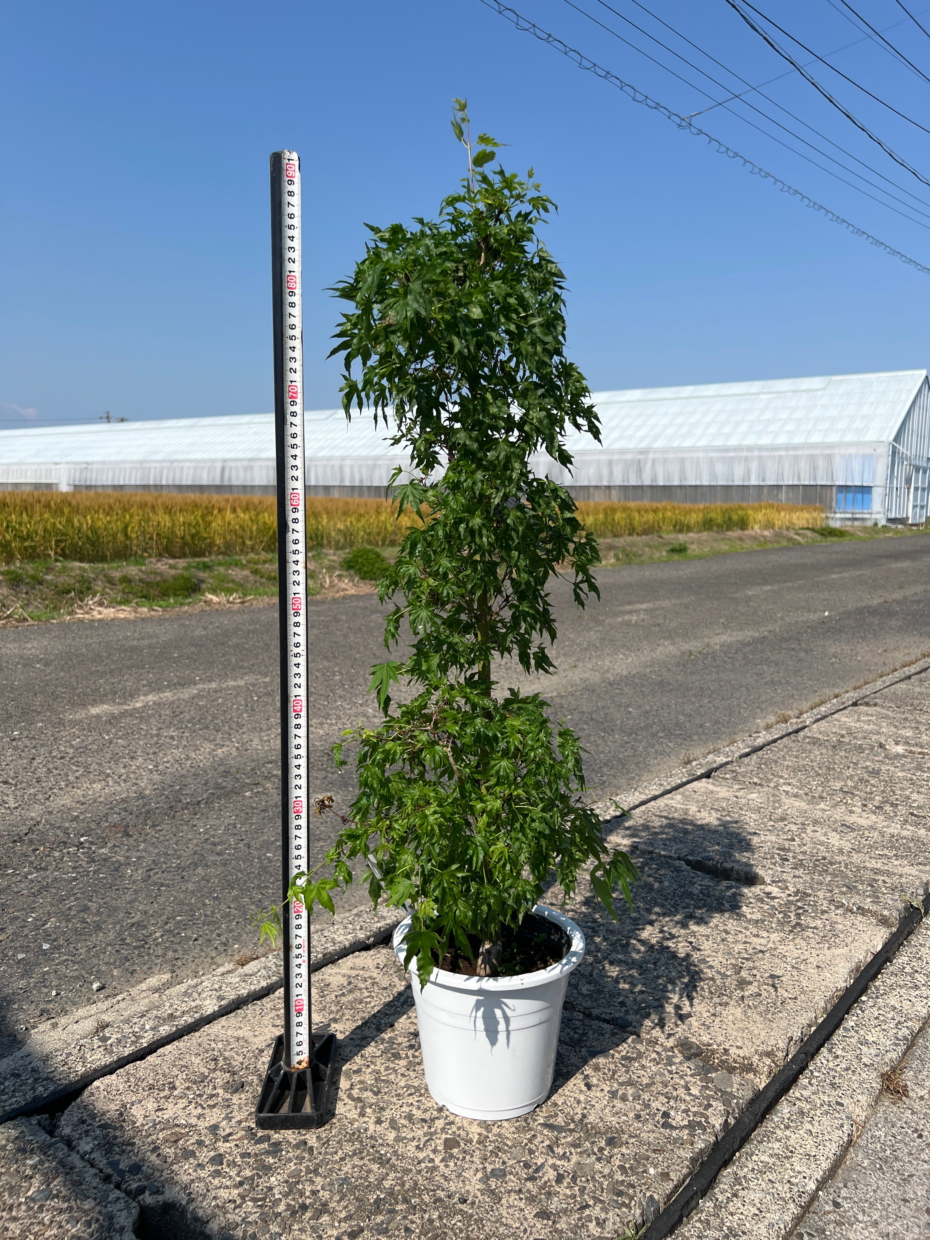 No.15016 紅葉 日笠山 6号鉢 – 植物家族