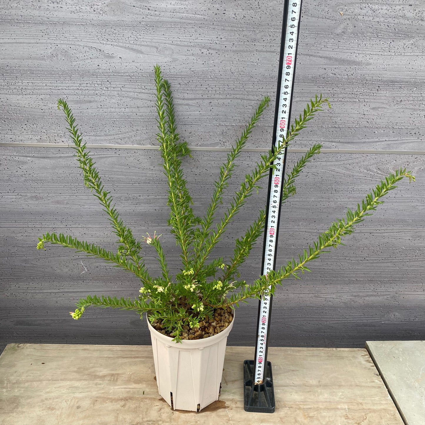 グレビレア ジュビリーG 6号スリット鉢/オリジナル色