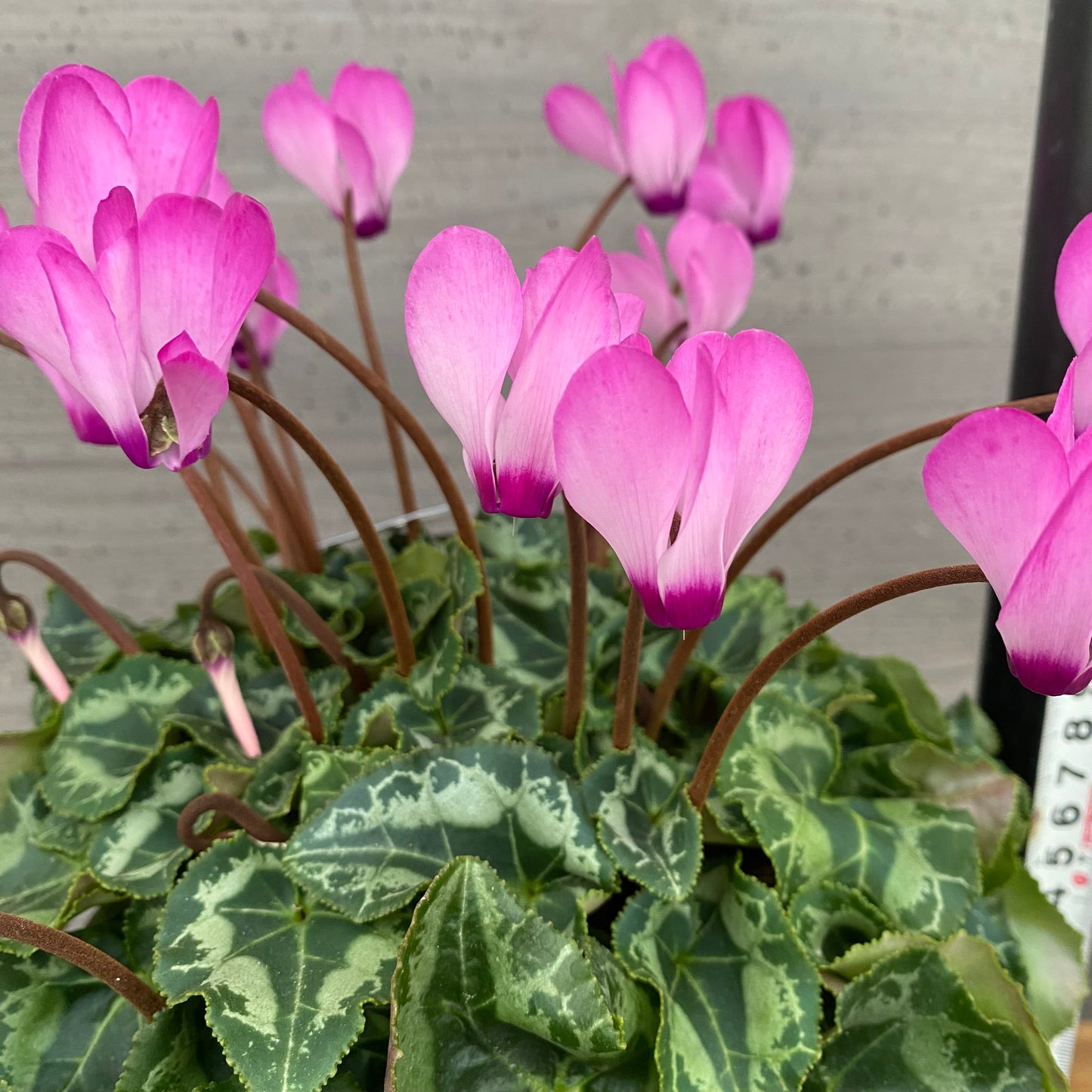 市場仕入れ即売会 No.25013 シクラメン プリティカーブ ピンク 5号鉢