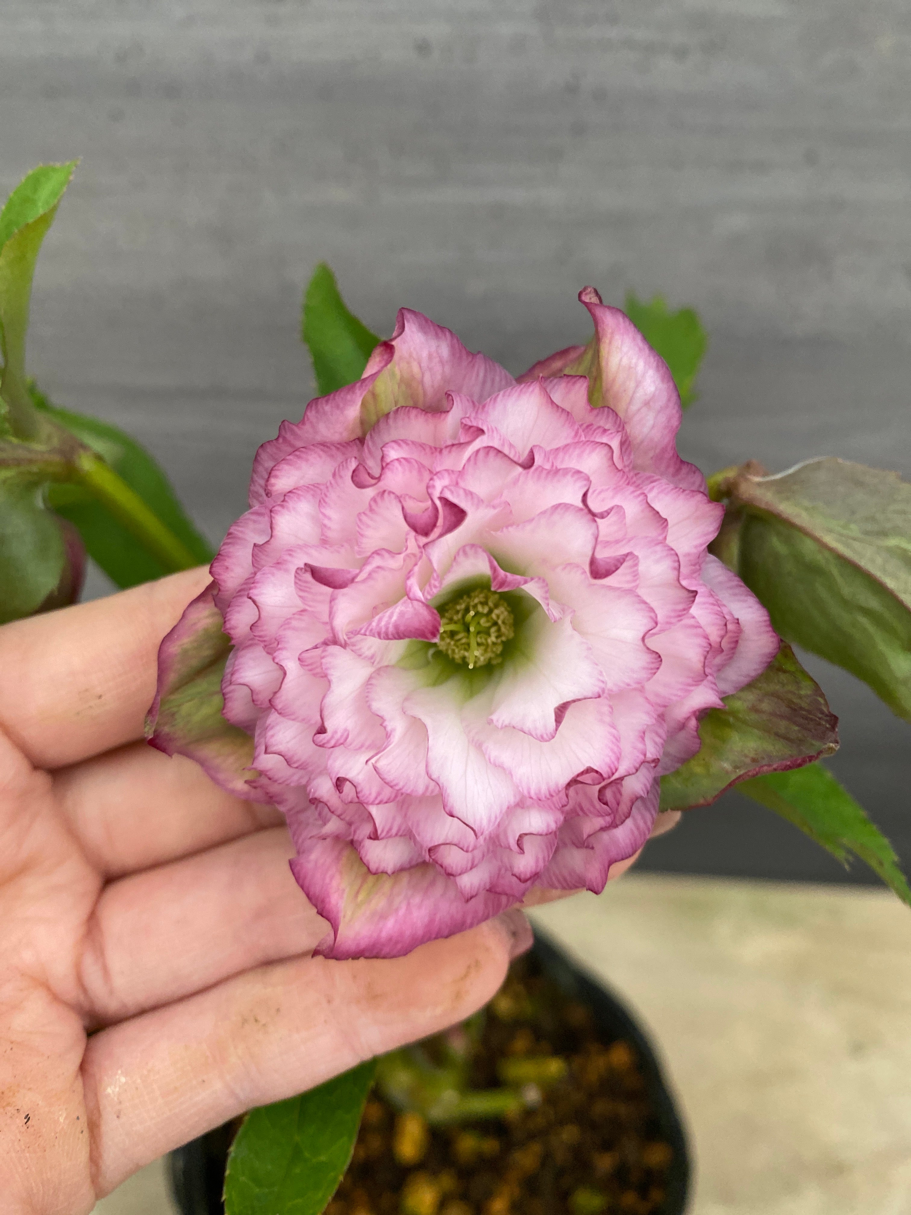 No.05146 横山園芸☆クリスマスローズ プリマドレス 5号苗ポット