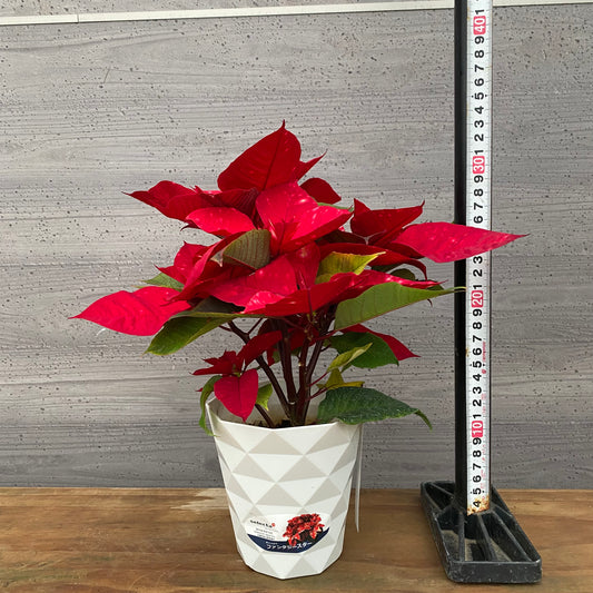 市場仕入れ即売会 No.25001 ポインセチア ファンタジースター ワインレッド 4号鉢
