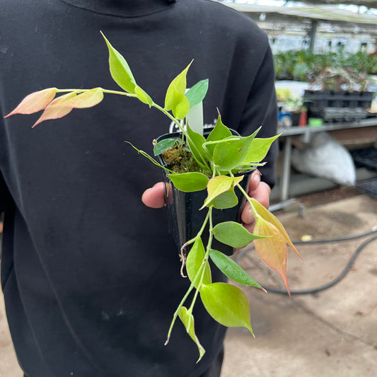 URBAN JUNGLE特集★U02 セラトステマ グアラクインゼンシスラチニアータ