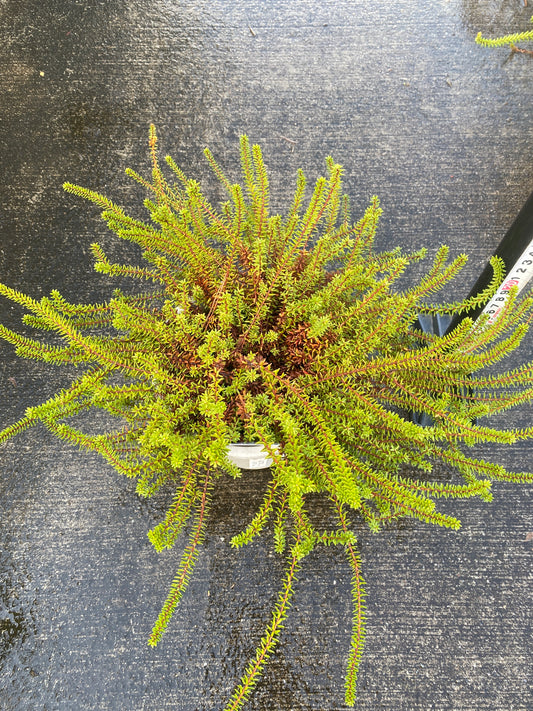 農場創業祭 No.26038 エンペトルム バーンスタイン 5号鉢