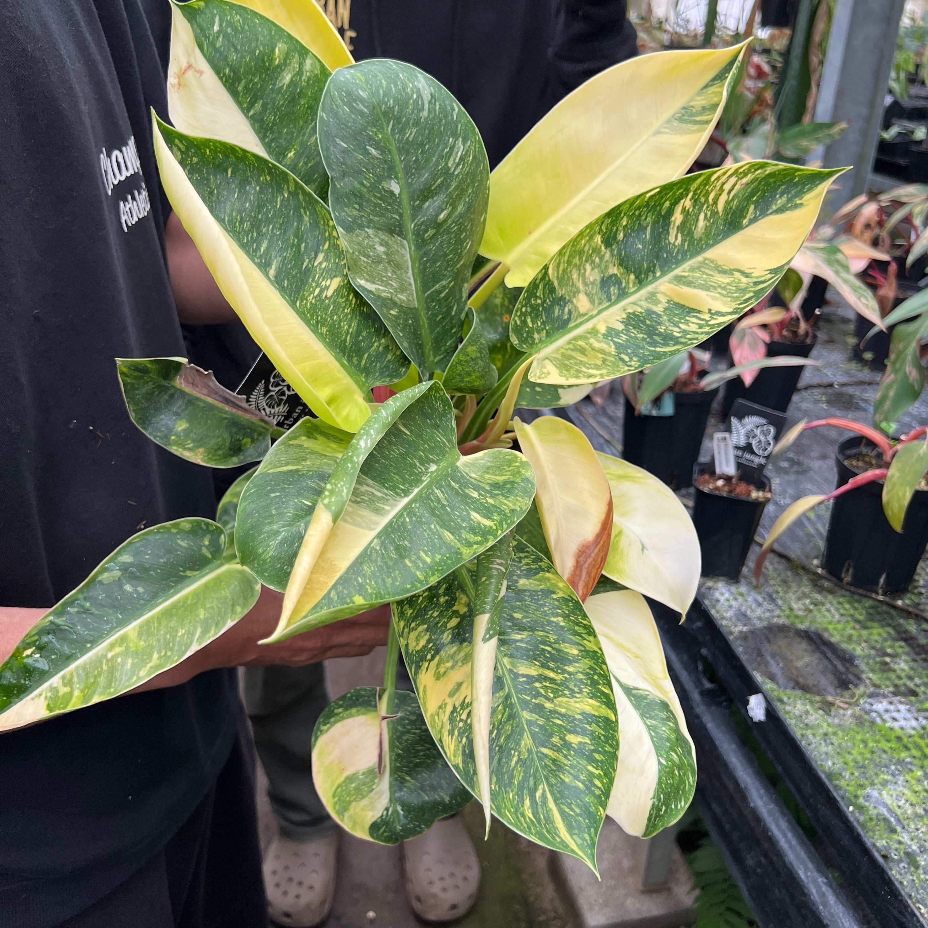 URBAN JUNGLE特集☆U25 フィロデンドロン グリーンコンゴ 5号鉢 – 植物家族