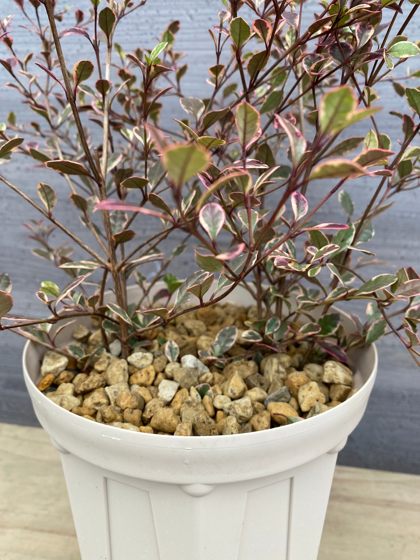 ロフォミルタス マジックドラゴン 6号スリット鉢/オリジナル色