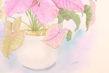 原画★シンゴニウム ネオン
