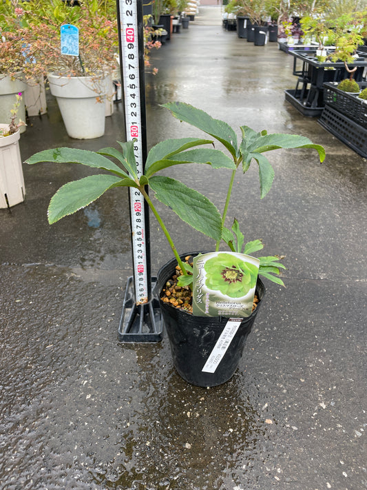 M43 クリスマスローズ グリーン八重 4.5号苗ポット