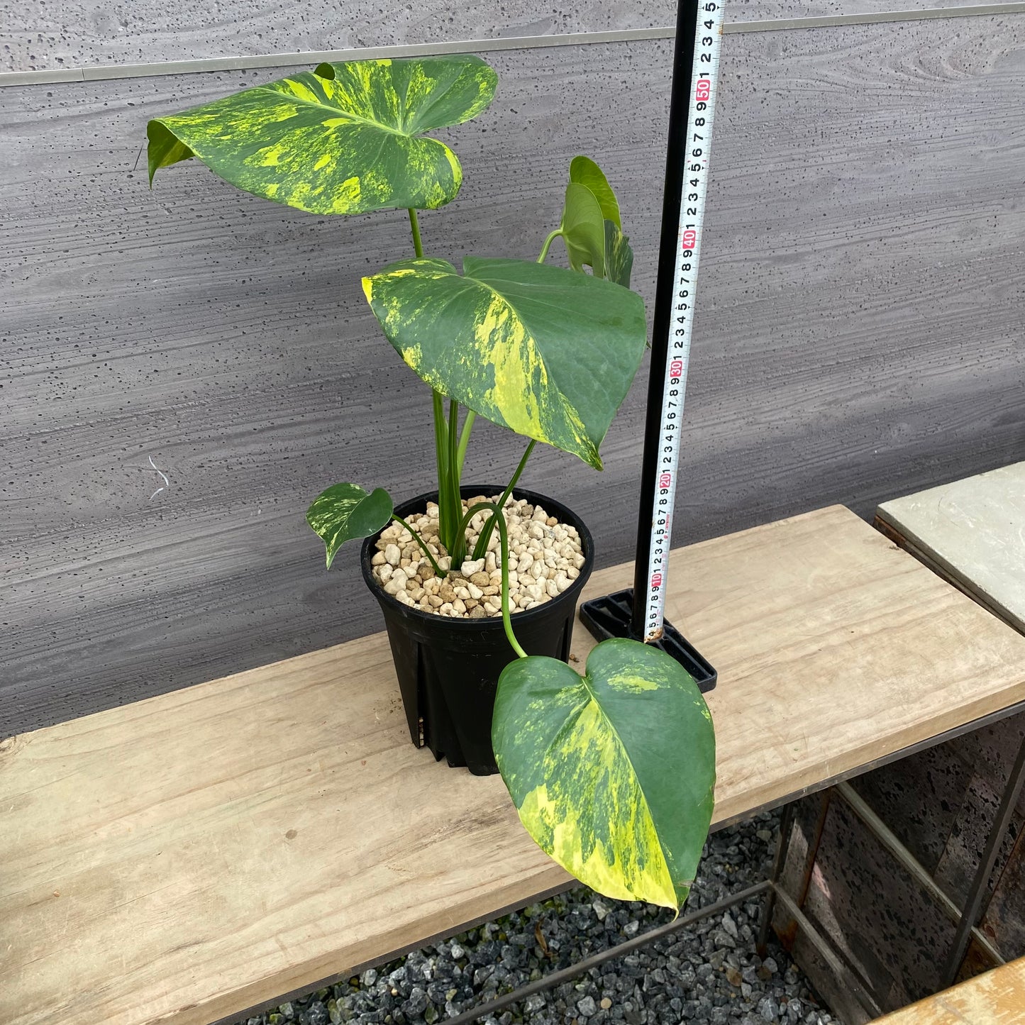 モンステラ イエローマリリン No.3 黒ポット
