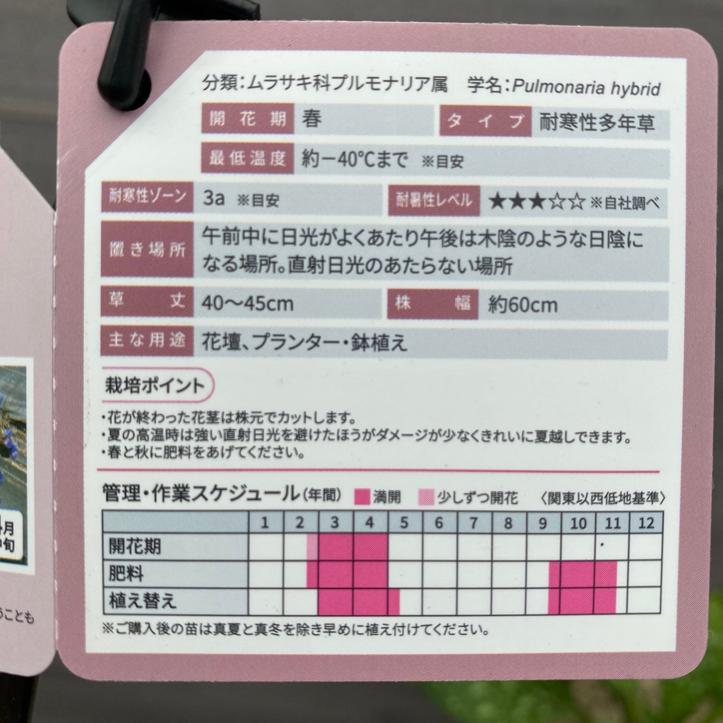 プルモナリア ピンクブルー 6号スリット鉢/オリジナル色