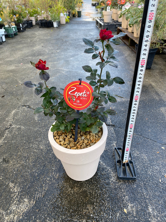 農場創業祭 No.26018 バラ ゼプティ 6号オリジナルベージュポット