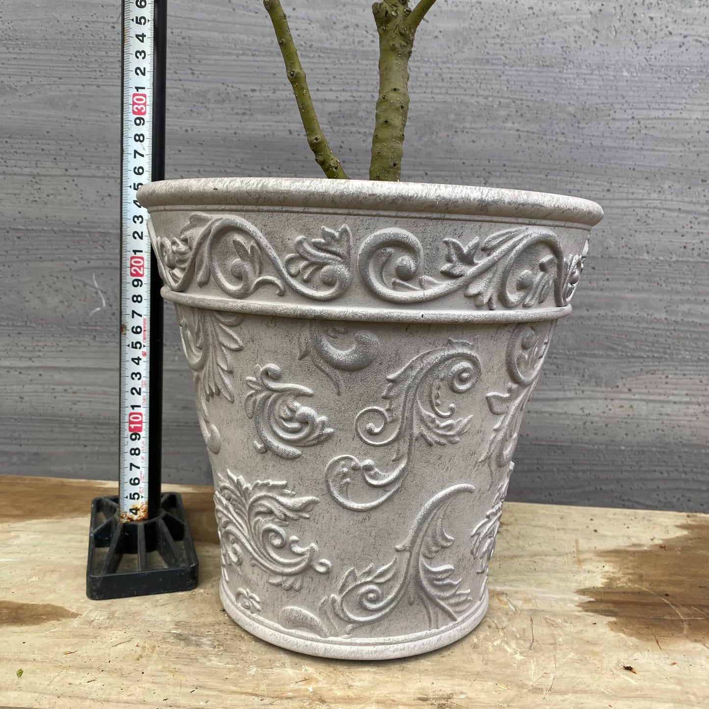 No.12033 キンメツゲ ホワイトプラ鉢