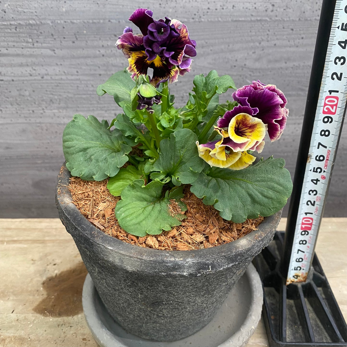 寄せ植えG キューガーデンポット