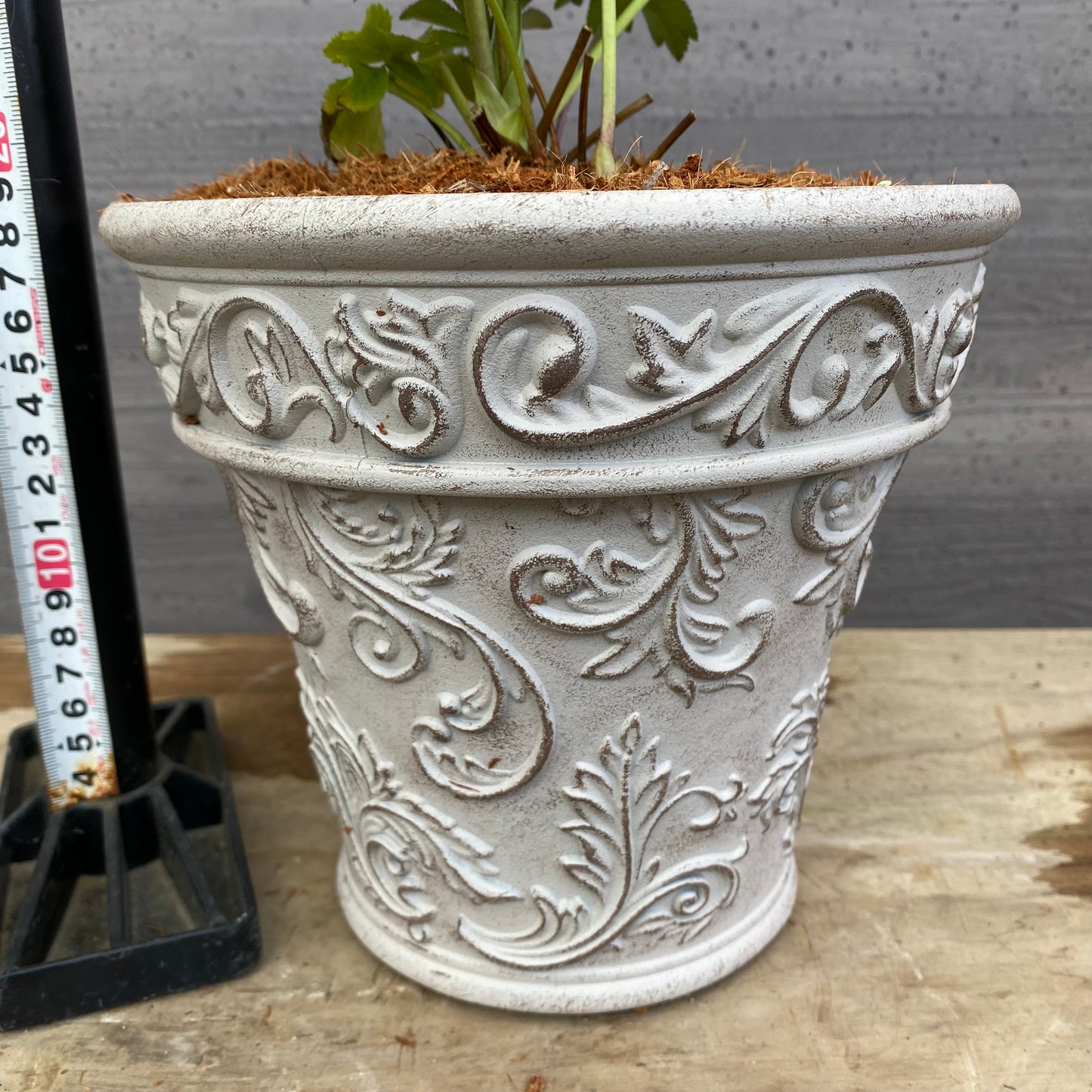 No.12011 クリスマスローズ ホワイトゴールドプラ鉢