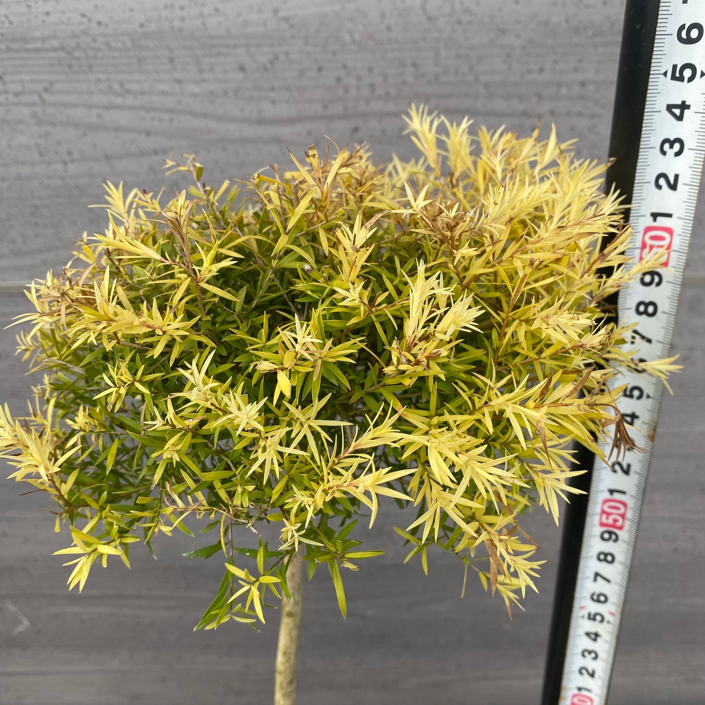 メラレウカ レボリューションゴールド 6号スリット鉢/オリジナル色