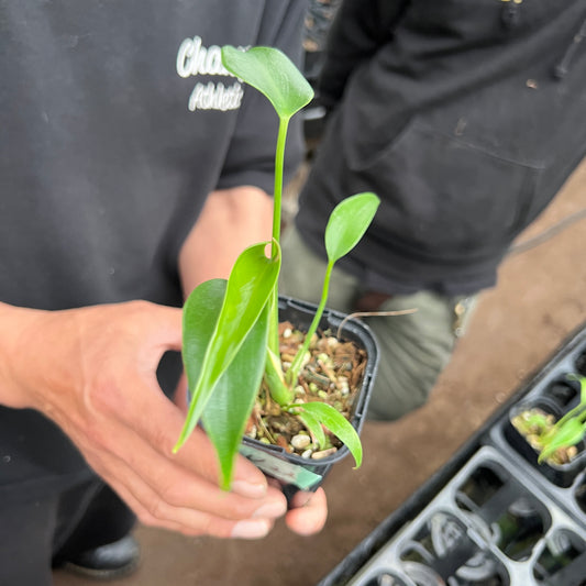 URBAN JUNGLE特集★U22 モンステラ バールマルクス 2号鉢