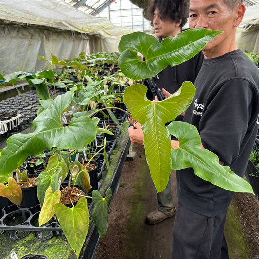 URBAN JUNGLE特集★U48 アンスリウム spコンドール