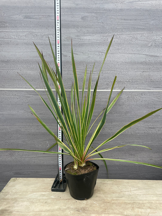 No.06010 岡本緑花 ユッカ ブライトエッジ 5号苗ポット