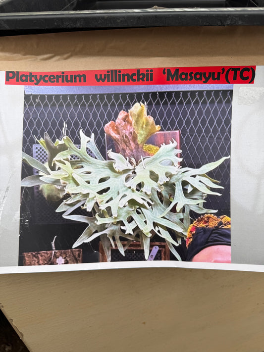 URBAN JUNGLE特集★U51 ビカクシダ マサユ