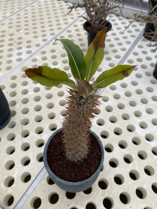 No.05007 ”OUTLET ”パキポディウム ラモスム グレー陶器鉢