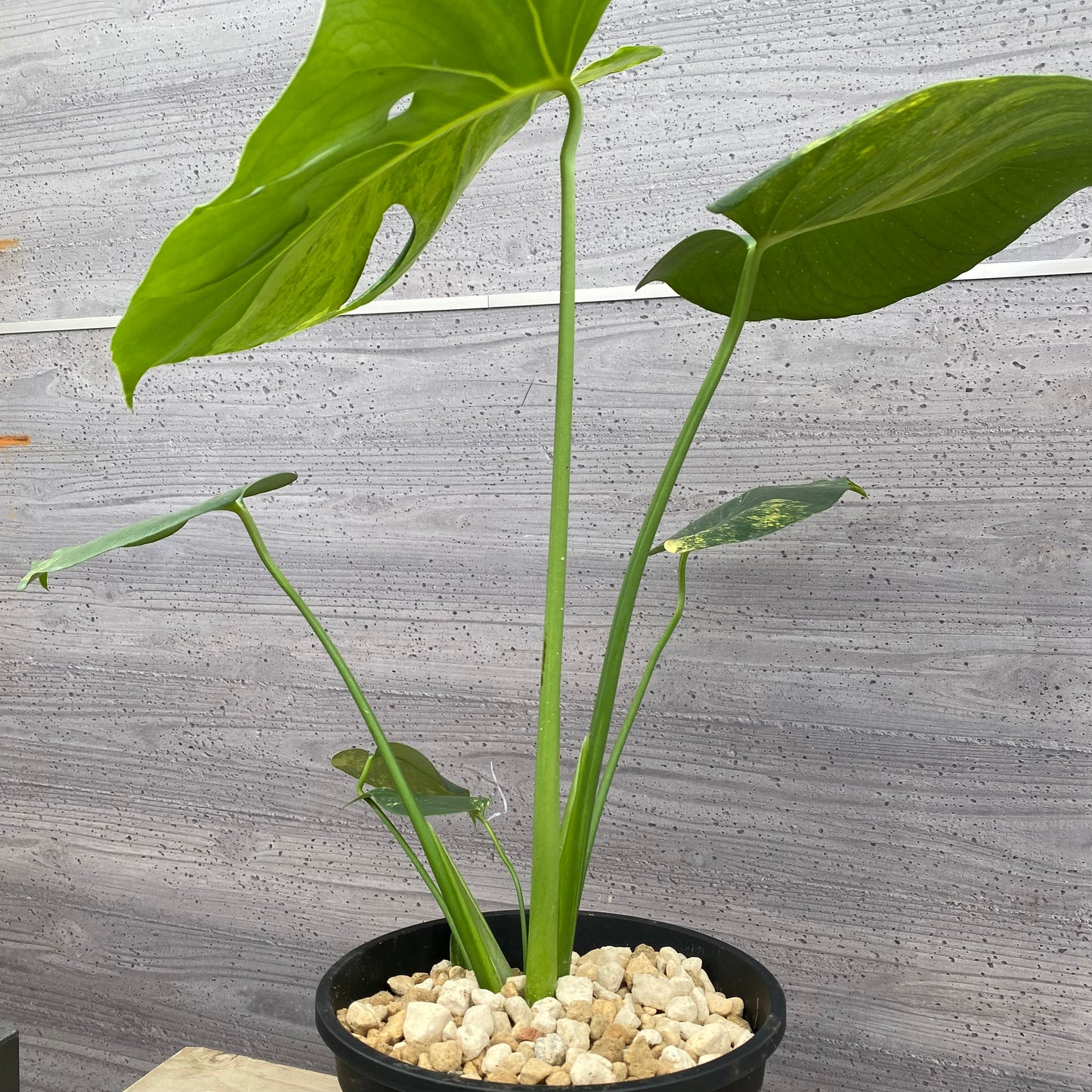 モンステラ イエローマリリン No.4 黒ポット