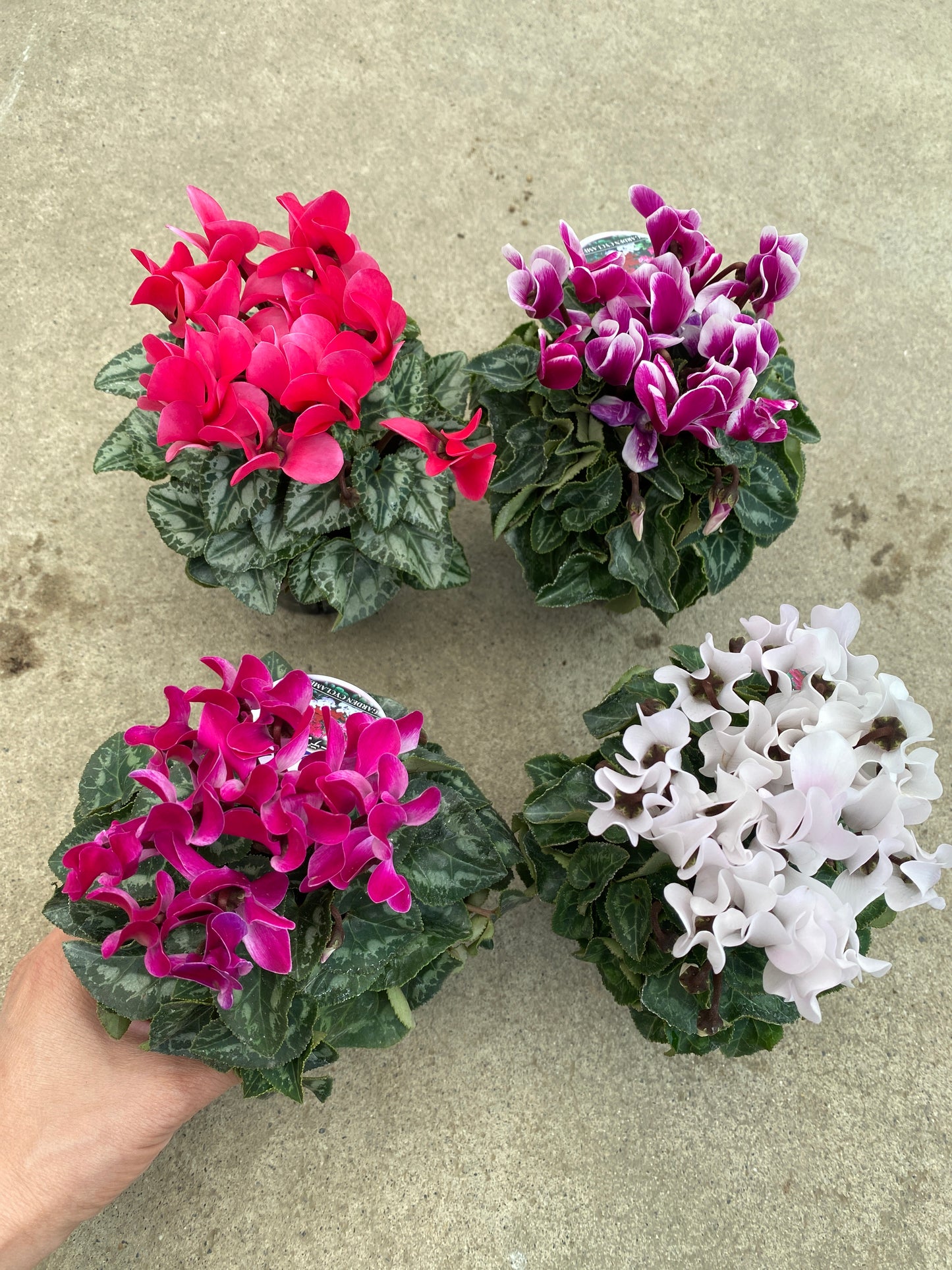 No.28030 ガーデンシクラメン 3号苗ポット 4ポットセット