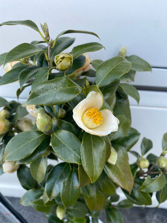 M008 椿 白玉 9号鉢