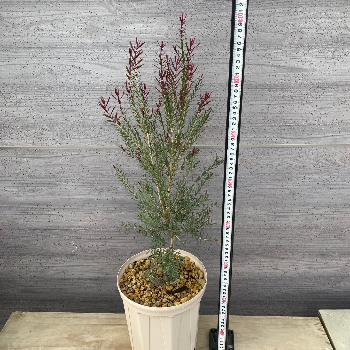 メラレウカ レッドジェム 7号スリット鉢/オリジナル色