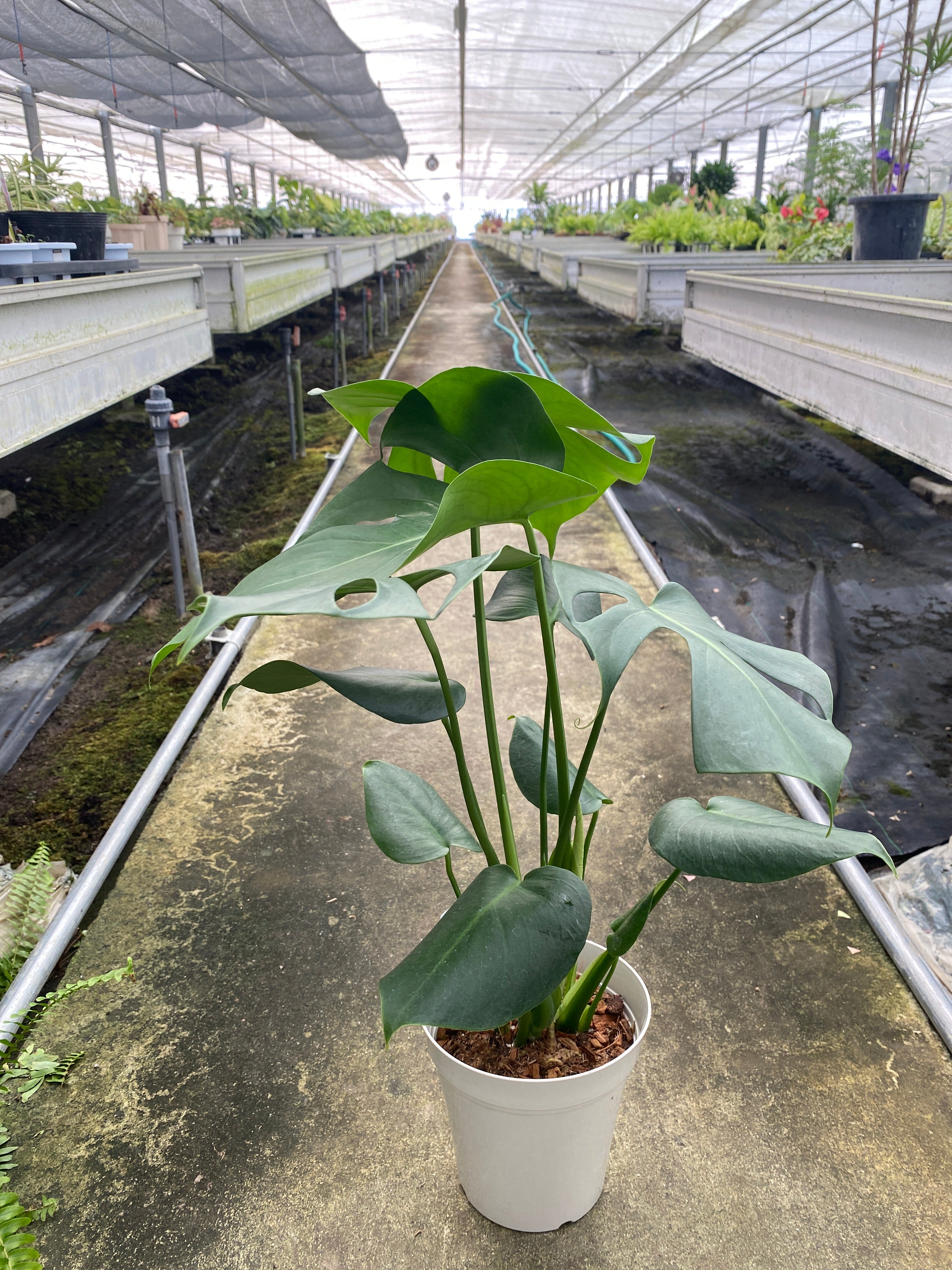 No.02026 モンステラ デリシオーサ 5号鉢 – 植物家族