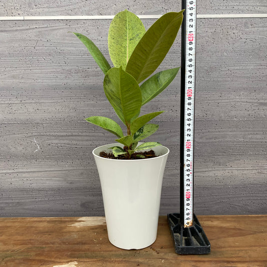 市場仕入れ即売会 No.25019 フィカス ジン 5号鉢 白