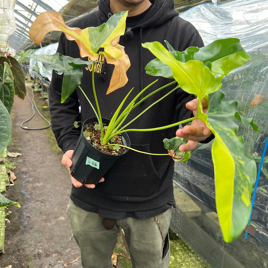 URBAN JUNGLE特集★U06 フィロデンドロン アンジェラ 5号鉢