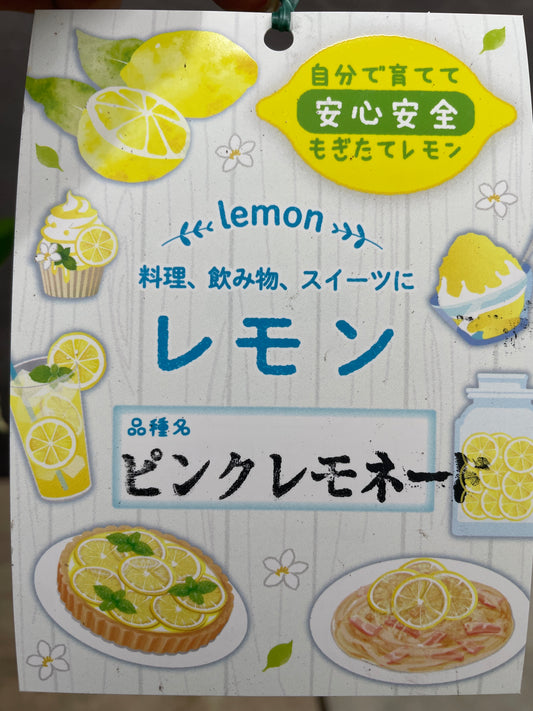 No.10023 レモン ピンクレモネード 5号苗ポット