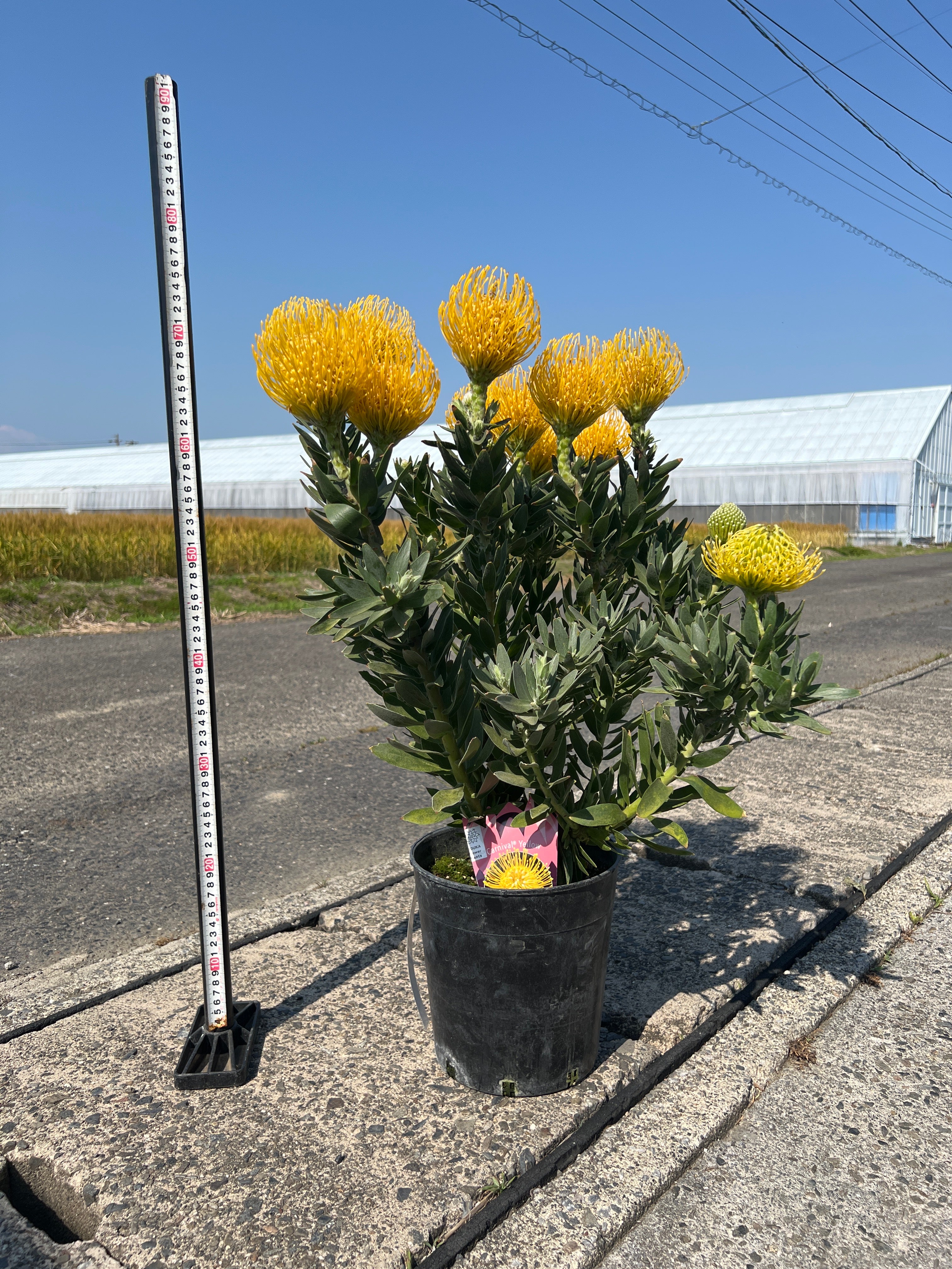 No.15013 リューコスペルマム カーニバルイエロー 7号鉢 – 植物家族