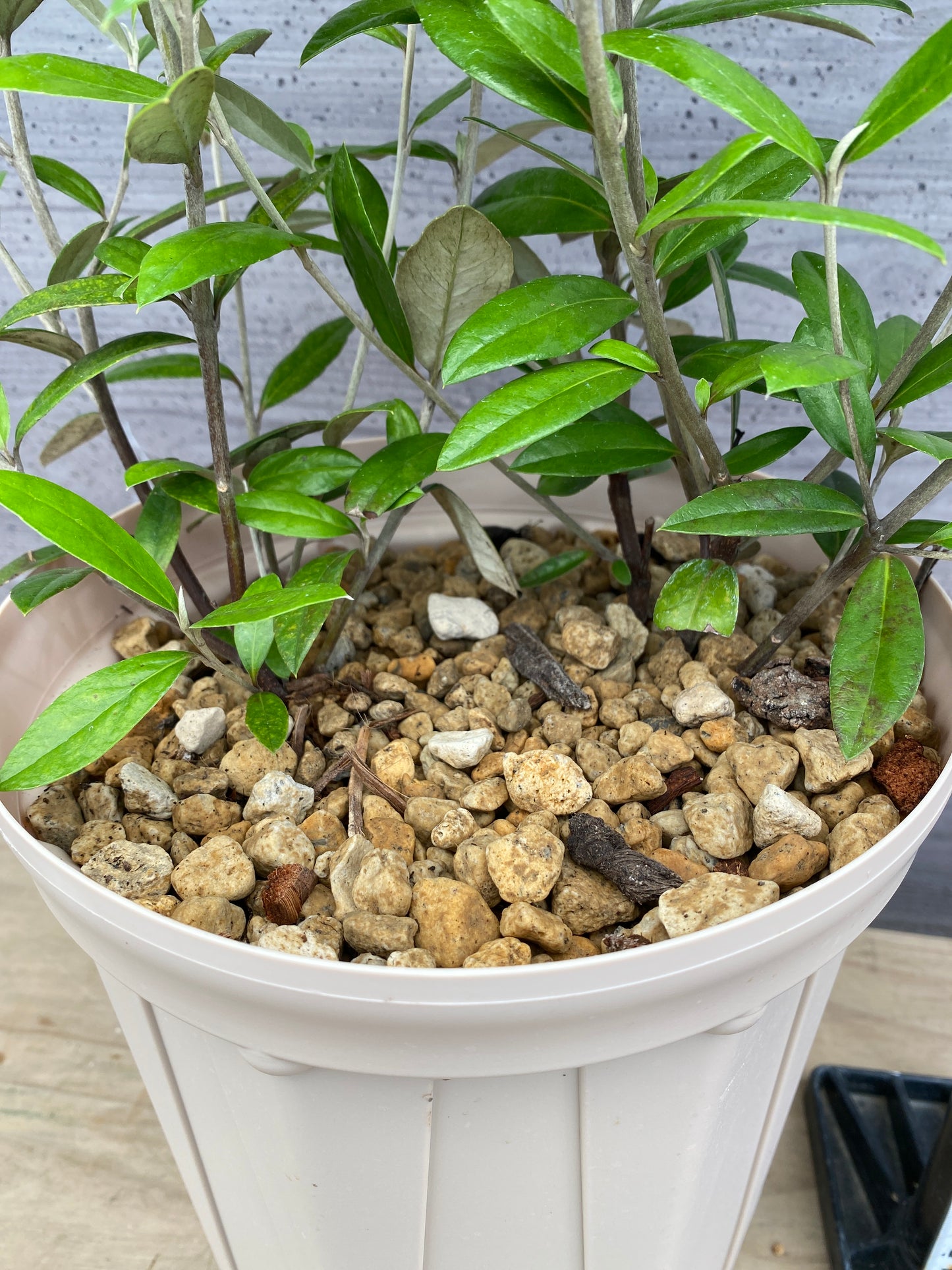 コロキア ジーンティーズジャイアント 7号スリット鉢/オリジナル色