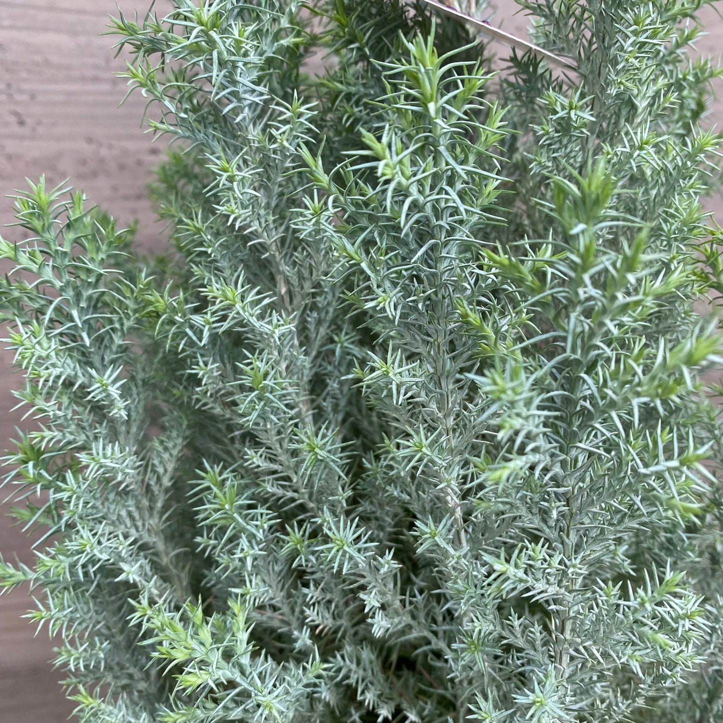 市場仕入れ即売会 No.25083 ローソンヒノキ シルバースター 6号鉢