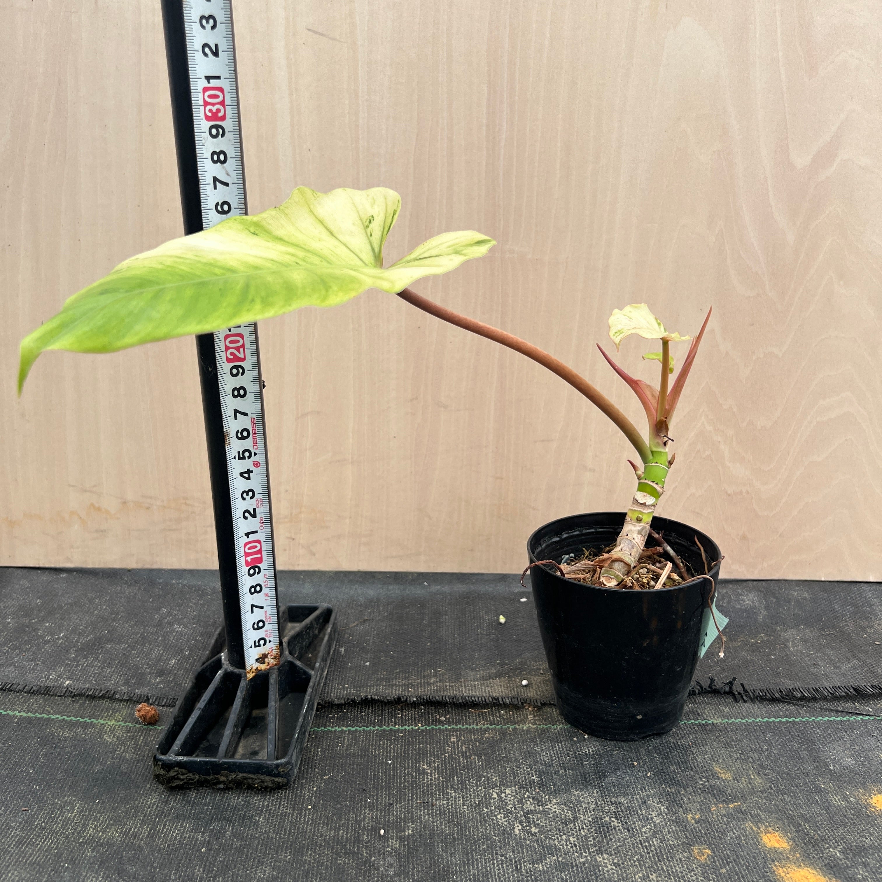 No.21078 フィロデンドロン スノードリフト 3.5号鉢 – 植物家族