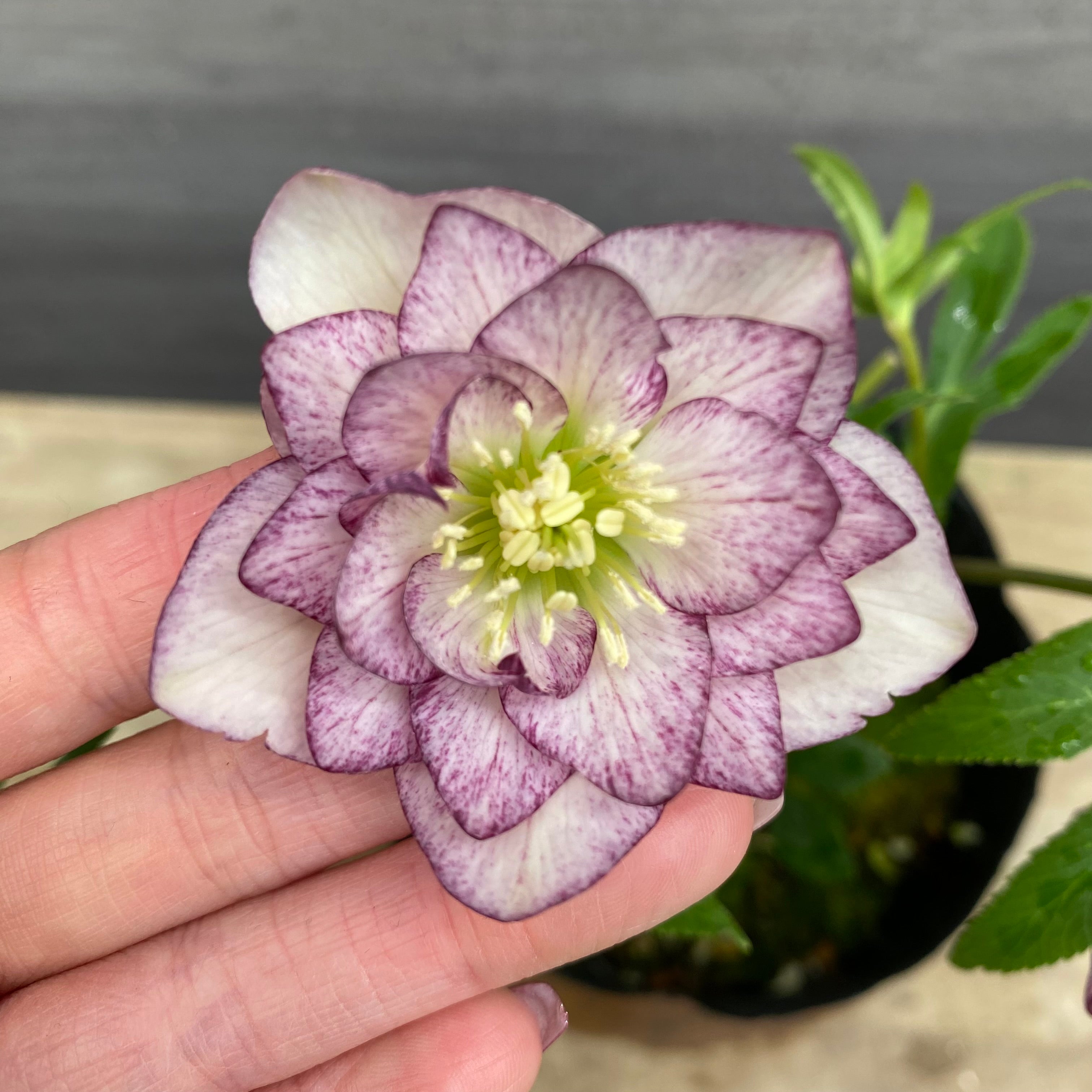 即売会 No.27075 クリスマスローズ ダブル咲き 4.5号苗ポット – 植物家族