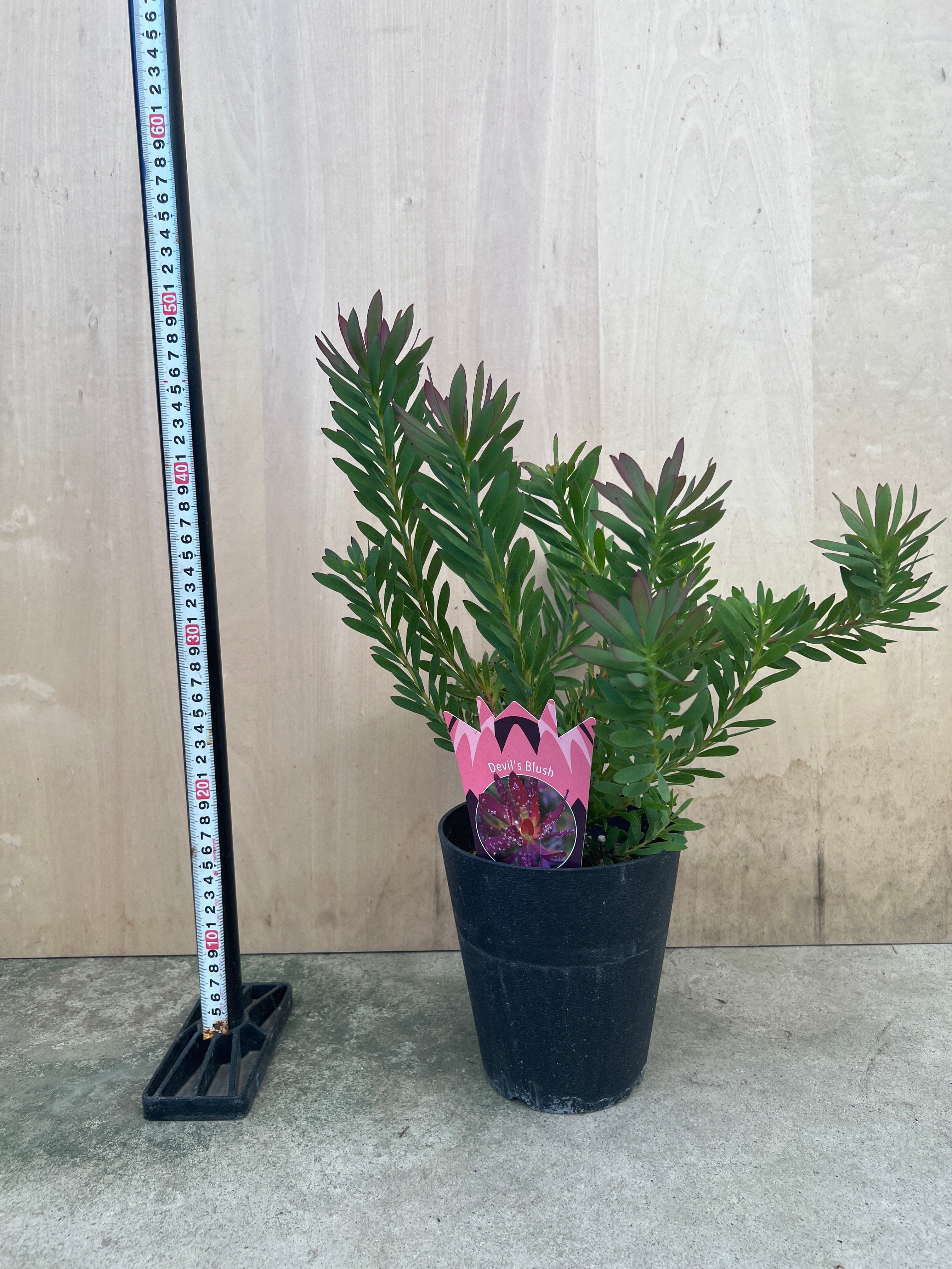 No.30027 リュウカデンドロン デビルブラッシュ 5号鉢 – 植物家族