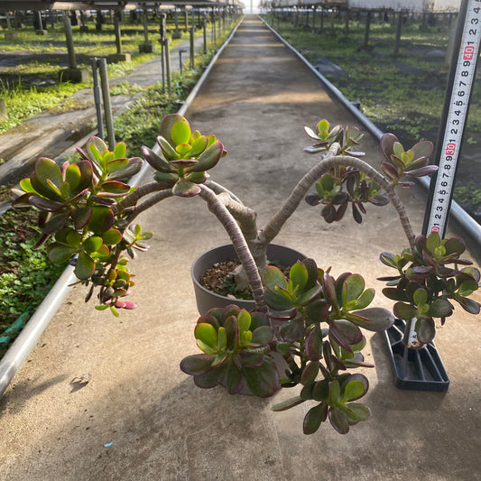 06059 クラッスラ 5号グレーポット