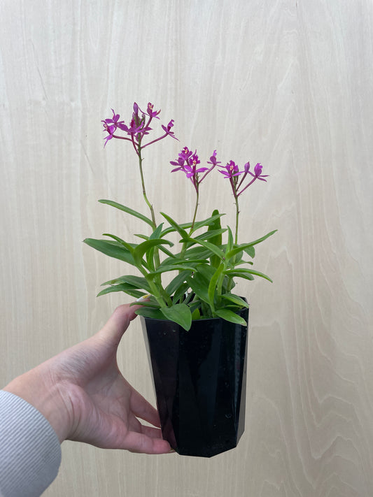 4/14 仕入れ即売会 No.002 エピデンドラム プリティーレディー 3号鉢