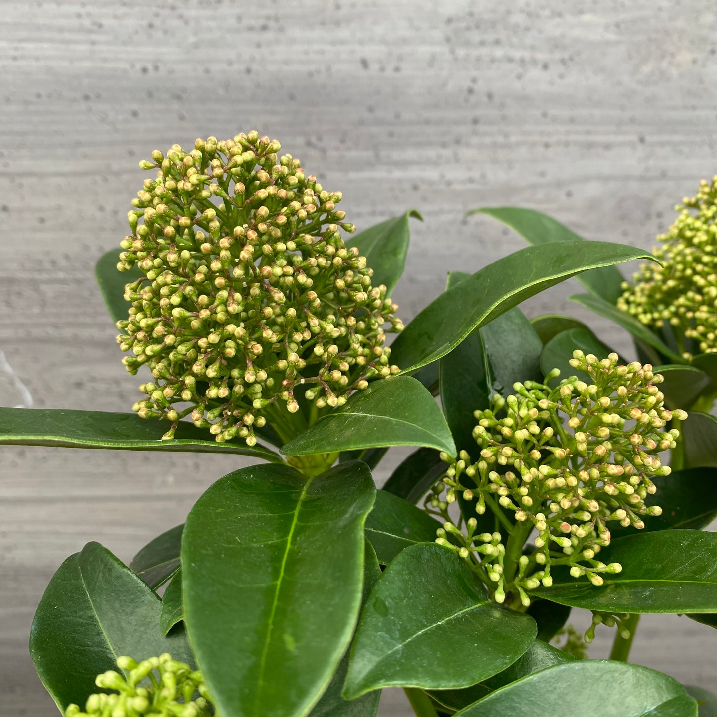 市場仕入れ即売会 No.25070 深山スキミア フレグラントクラウド 3.5号鉢