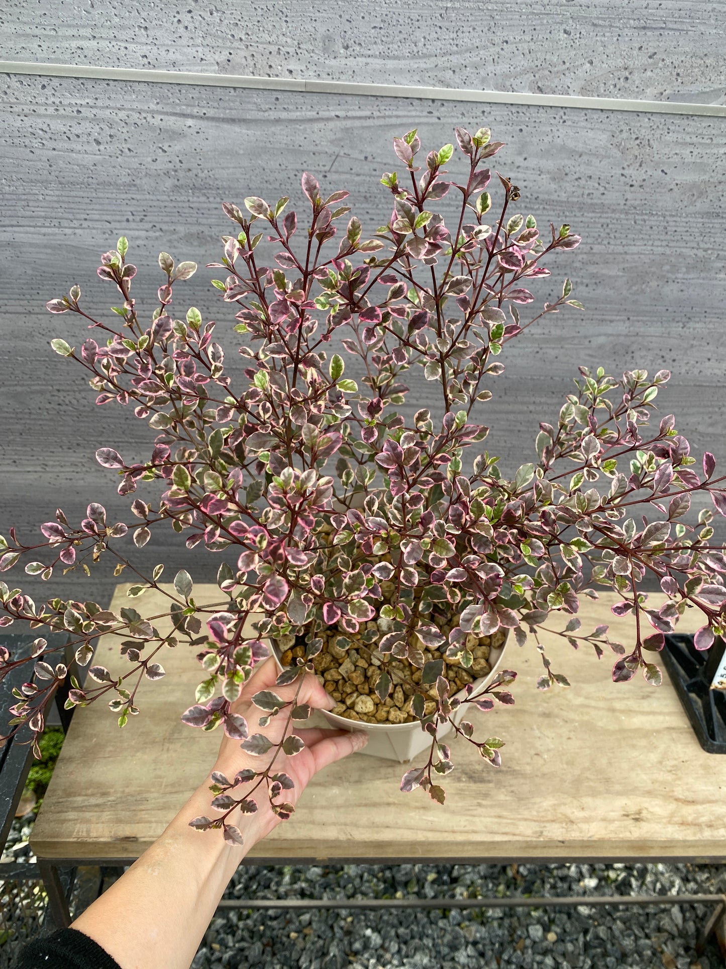 ロフォミルタス マジックドラゴン 6号スリット鉢/オリジナル色