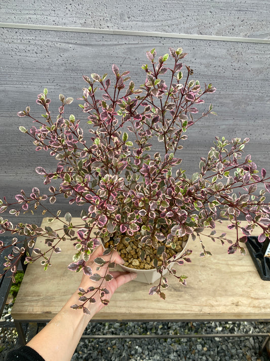 ロフォミルタス マジックドラゴン 6号スリット鉢/オリジナル色