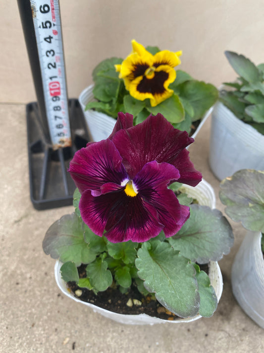 M001 パンジー 6個セット 3.5号苗ポット