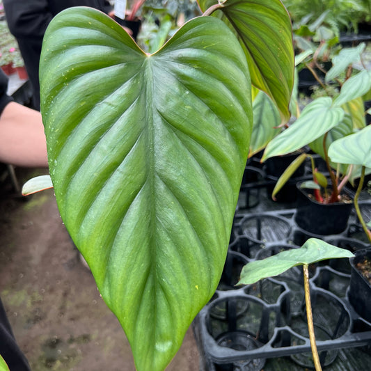 URBAN JUNGLE特集★U17 フィロデンドロン spコロンビア 3号鉢