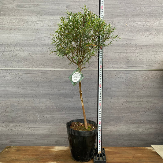 市場仕入れ即売会 No.25074 メラレウカ ティーツリードラムシルバー 6号苗ポット