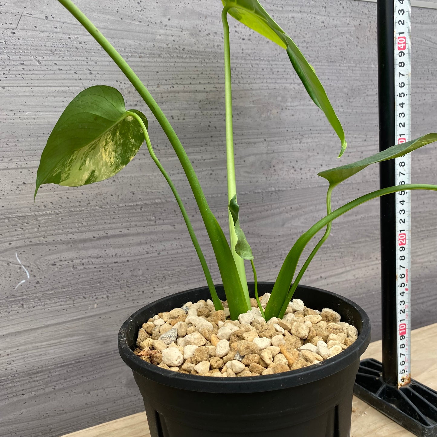 モンステラ イエローマリリン No.2 黒ポット