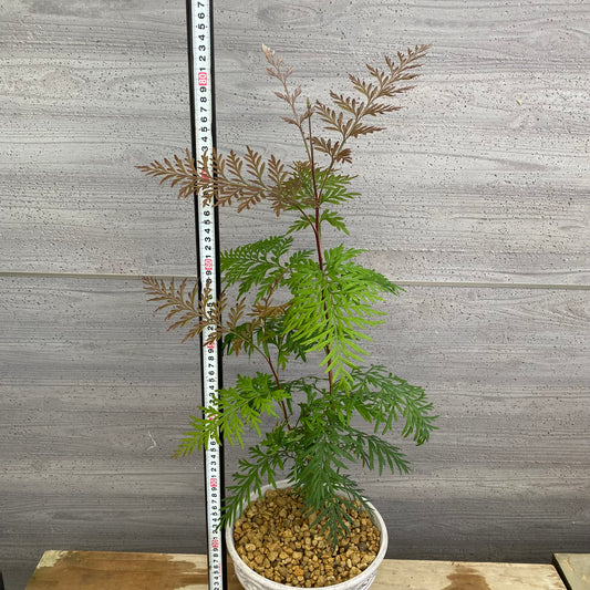 No.12020 グレビレア ロブスタ ホワイトプラ鉢