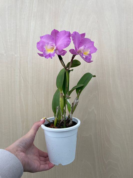 4/14 仕入れ即売会 No.004 ミニカトレア 3号鉢